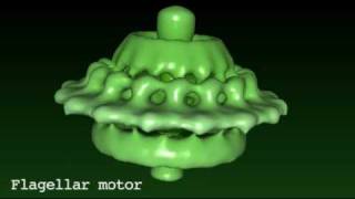 Flagellar motor [upl. by Ellimac580]