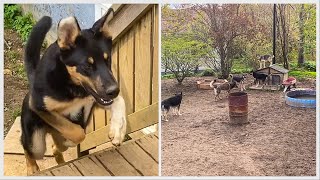 5 Month Old Shepsky Puppies Pass Their Evaluation [upl. by Nicol]