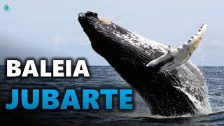 O Incrível salto da baleia JUBARTE 🐋 [upl. by Hluchy]