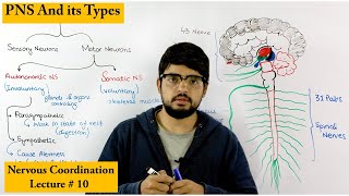 Peripheral Nervous System  PNS [upl. by Adnohsar]