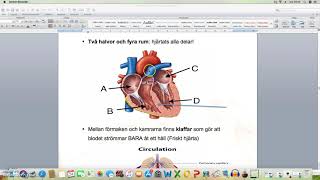 Hjärtats struktur [upl. by Jillene471]