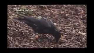 Documentaire Les Corbeaux ont ils une Cervelle Doiseau [upl. by Alraep]