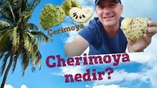 Cherimoya meyvesi nedir Çerimoya Annona cherimola sugar apple custard apple tropikal meyveler [upl. by Nnad]