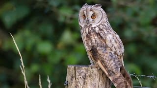 Uilen en Nachtzwaluwen met geluiden van Roché [upl. by Kippar]