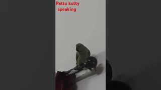 Speaking Parrot pattu Kutty [upl. by Gluck]