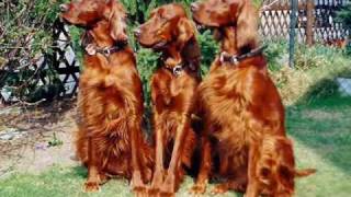 IRISH SETTER PUPPIES by Eduardo Durán Haedo [upl. by Adnaloj]