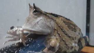 Surinam Horned Frog eats frog 蘇里南角蛙食蛙 [upl. by Etireugram]