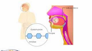 GI Anatomy Oral Cavity Mechanics [upl. by Relyc]