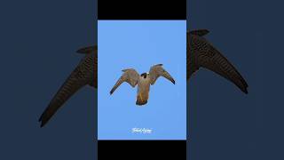 Peregrine Falcon flying close to the edge of the cliff falcons birdlovers birdsofyoutube wild [upl. by Hebe775]