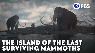 The Island of the Last Surviving Mammoths [upl. by Eniffit284]