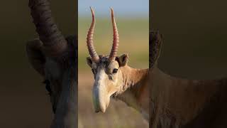 🐮◇³ ▪︎ Saiga Steppe Saiga Saiga tatarica in Bovid Family Bovidae  Observed in Description [upl. by Llerral61]