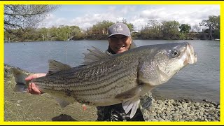 STRIPER FISHING From the Bank of the Sacramento River [upl. by Robet]