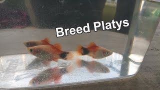 How To Breed Platy [upl. by Ajad]