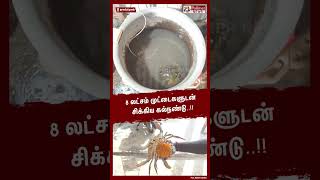 8 லட்சம் முட்டைகளுடன் சிக்கிய கல்நண்டுShorts  Crab [upl. by Beal745]