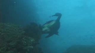 Brandts Cormorant diving for fish [upl. by Amian]