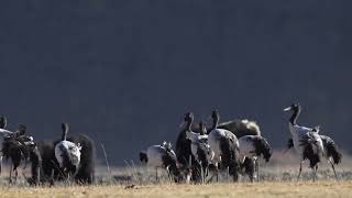 Upclose view of the rare wildlife blacknecked crane on the Roof of the World Tibet [upl. by Farrington]