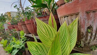 Tropicanna Gold Plant Care  SemiAquatic Plant [upl. by Iznekcam315]