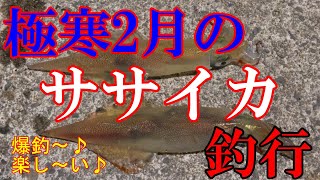 【岸壁】2月 ササイカ夜釣り釣行 たくさん釣れたよ～♪（2024年2月9日）ササミスッテ＆アジ仕掛け ＃岸壁＃堤防＃防波堤＃イカ釣り＃ササイカ＃スッテ＃アジ仕掛け＃夜釣り [upl. by Reppiks]