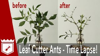 Leaf Cutter Ants  Time Lapse [upl. by Nnail]