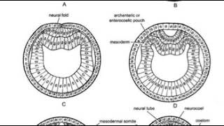 عملية تكوين الاعضاء Organogenesis of Amphioxus [upl. by Madelene]