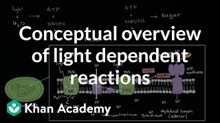 Conceptual overview of light dependent reactions [upl. by Heida909]