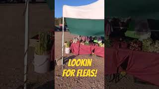 Sunday flea market hunting fleamarket antiques vintage garagesales sidehustle shortsfeed [upl. by Asert]