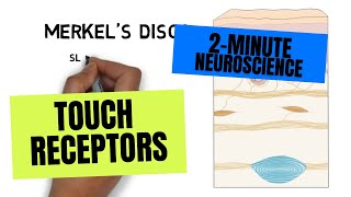 2Minute Neuroscience Touch Receptors [upl. by Fey]