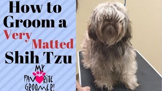 How to Groom a Shih Tzu Very Matted [upl. by Nyrok873]