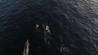 Bairds Beaked Whales First known aerial footage [upl. by Festus]