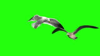 Bird Green Screen  Seagulls flying in the sky [upl. by Nodmac]