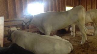 Huge Chianina Oxen at the Fryeburg Fair 2013 [upl. by Dwane]