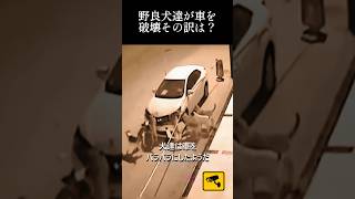 野良犬達が車を破壊その訳は？dogshorts straydogs 犬野良犬 [upl. by Cromwell]