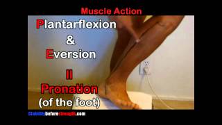 Fibularis Peroneus Longus Muscle Anatomy 512 Peroneus Longus Muscle Stretch amp Exercise [upl. by Sixel866]