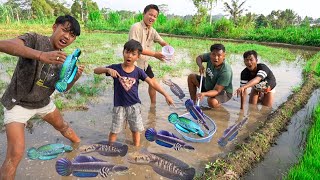 MENANGKAP IKAN CHANNA DI TEPI SAWAH RAMA DAPET BANYAK BANGET [upl. by Ayet450]