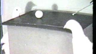 BF Skinner Foundation  Pigeon Ping Pong Clip [upl. by Sheila]