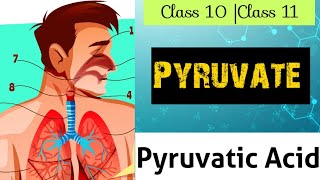 What Is Pyruvate Pyruvatic Acid  Class 10 Class 11 Glycolysis  Life Process [upl. by Abra]