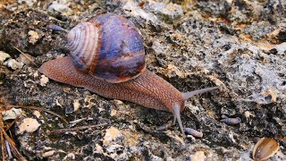 This Is a Snail’s World – part 3 [upl. by Kcirddahc]