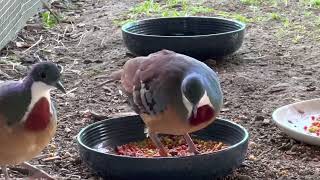 Mindanao bleedingheart Gallicolumba crinigera Bartletts bleeding heart dove [upl. by Ysset]