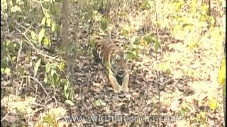 A lone tiger at peace in Kanha Park [upl. by Bullock]