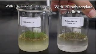 Potassium Polyacrylate HIDROSILO vs Sodium Polyacrylate  Grass Germination Test [upl. by Sutton109]