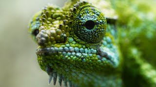 Chameleon Births Live Babies  Frozen Planet II  BBC Earth [upl. by Pennington]