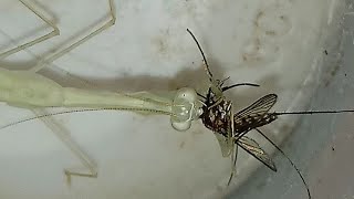 Baby white mantisleptomantella sp hunting a mosquito [upl. by Eidnar490]