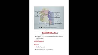 Pharynx 📝 headandneck mbbslife anatomy pharynx medicalconcepts28 [upl. by Georgianne]