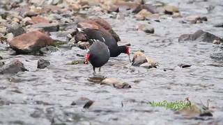 GALLARETA COMÚN en el rio alimentándose Common Gallinule Gallinula galeata [upl. by Vey891]