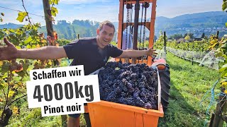 4000kg Pinot noir  Teil 2  Ein Tag beim Winzer  mit Herzblut zum Wein Vlog 373 [upl. by Attenrev]