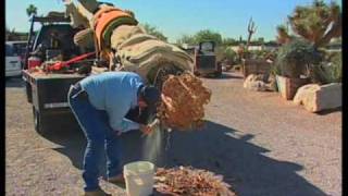 How To Transplant A Saguaro Cactus [upl. by Guria]