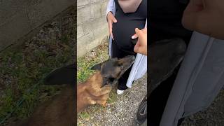 Mâle ou femelle  🤭 l’échographie à la fin de la vidéo 😉 malinois nino enfants enceinte femme [upl. by Bravar685]