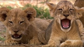 Cutest 6 Week Old Lion Cub  This Wild Life  BBC Earth [upl. by Josepha582]