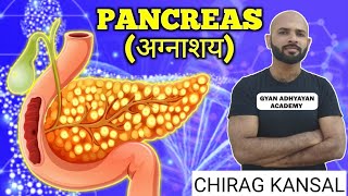 PANCREAS in Hindi  Langerhans ki deepikaअग्न्याशय के कार्य अग्नाशय क्या है [upl. by Suiravaj642]