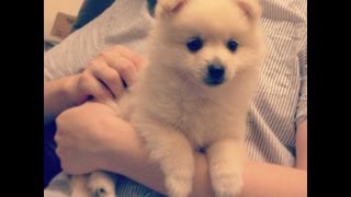 Cute Cream Pomeranian Puppy Murim 7 weeks quotSitquot amp quotDownquot [upl. by Tselec]